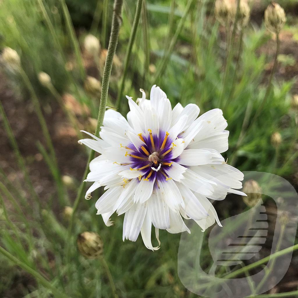 Catananche caerulea 'Alba'