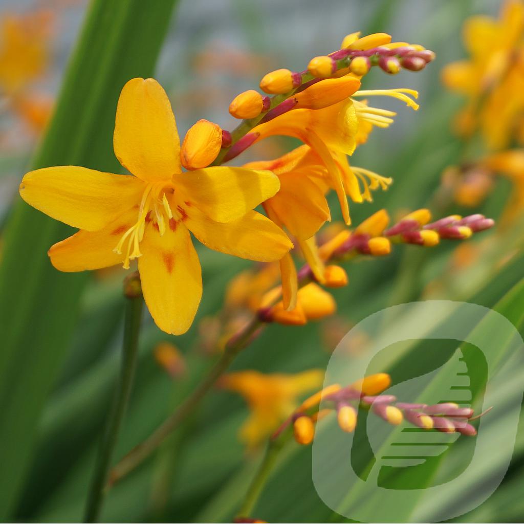 Crocosmia 'Columbus'