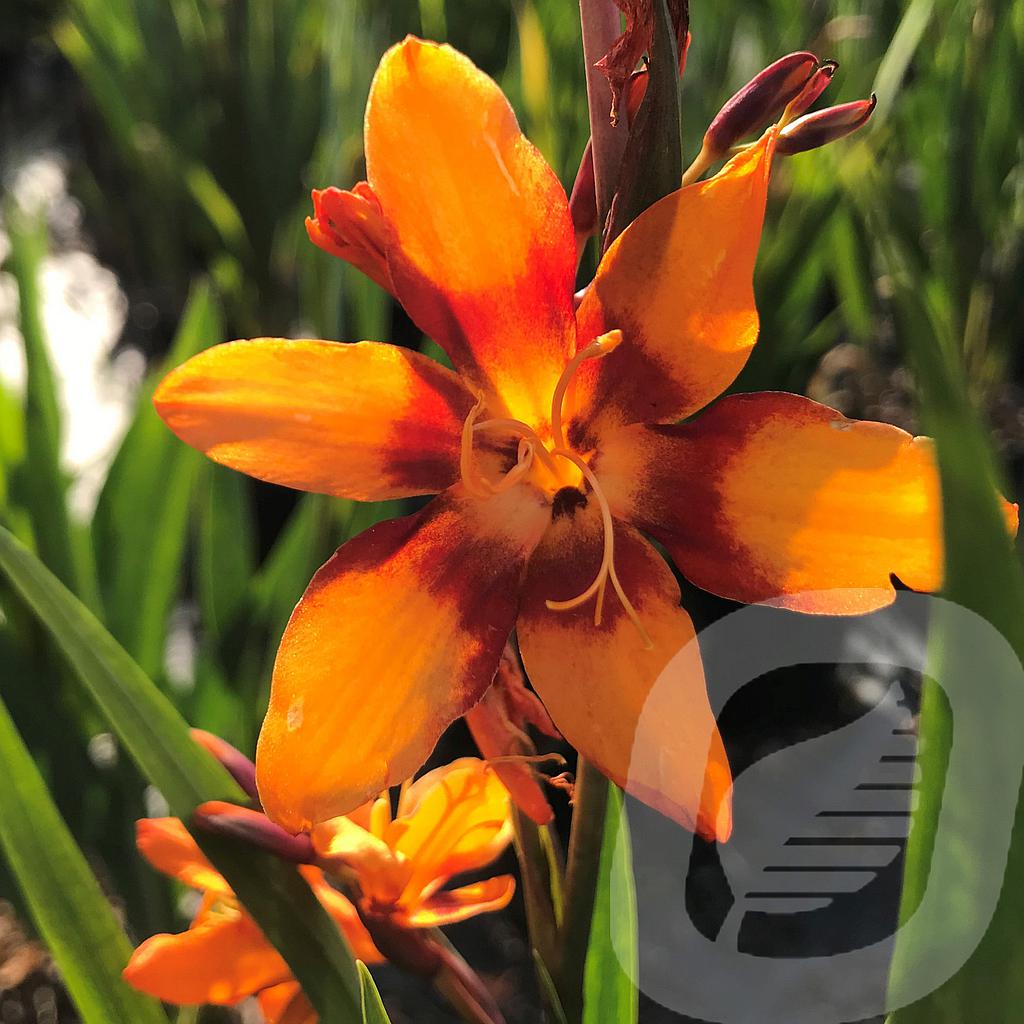 Crocosmia 'Emily McKenzie'