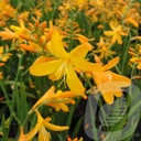 Crocosmia 'George Davison'