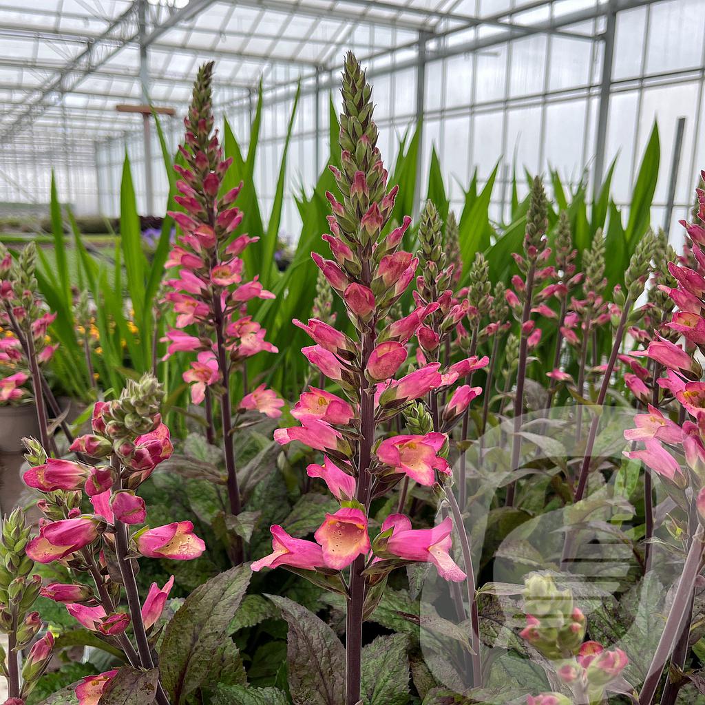 [DIGBCANA-C2] Digiplexis 'Berry Canary'®