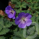 Geranium 'Azure Rush'®