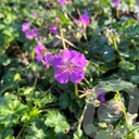 Geranium cant. 'Cambridge'