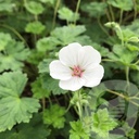 Geranium 'Coombland White'