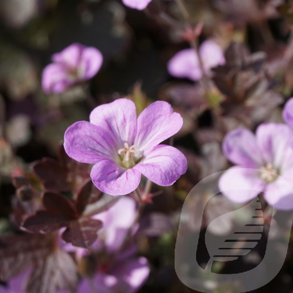 Geranium 'Dusky Crug'