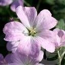 Geranium 'Dreamland'®