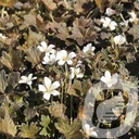 Geranium 'Sanne'