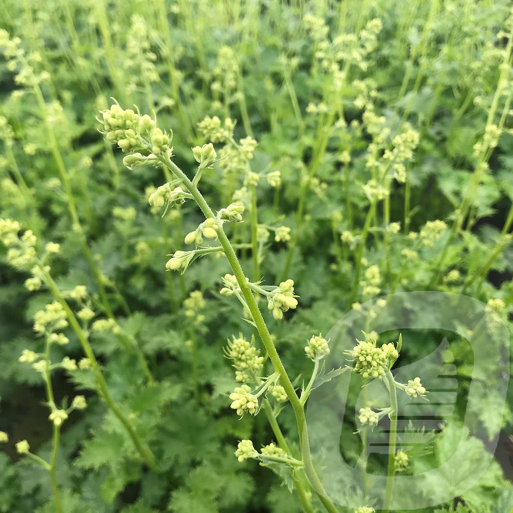 Heuchera 'Apple Crisp'®