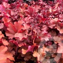 Heuchera 'Boysenberry'®