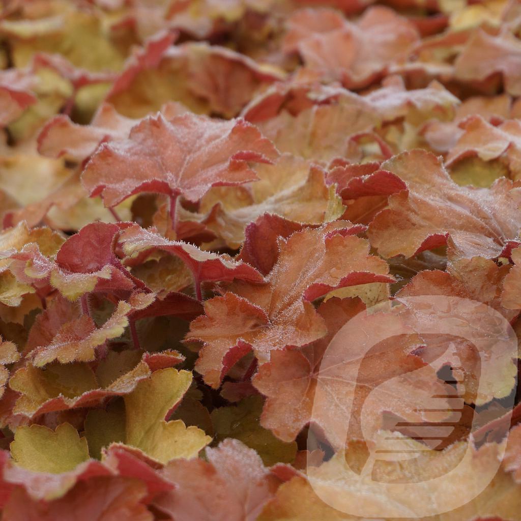 Heuchera 'Caramel' ®