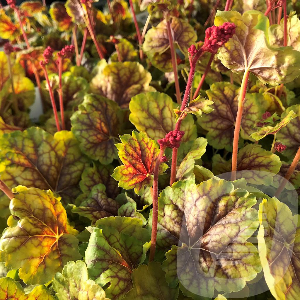 Heuchera 'Happy Easter'®