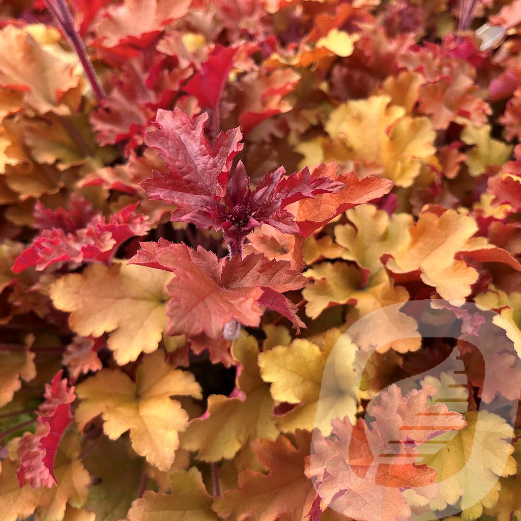 Heuchera 'Marmalade'®