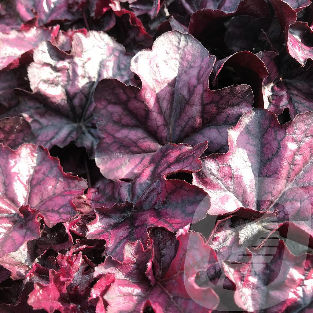 Heuchera 'Mulberry'®