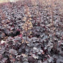 Heuchera 'Obsidian'®