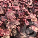 Heuchera 'Plum Pudding'®