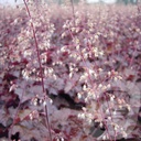 Heuchera micr. 'Palace Purple'