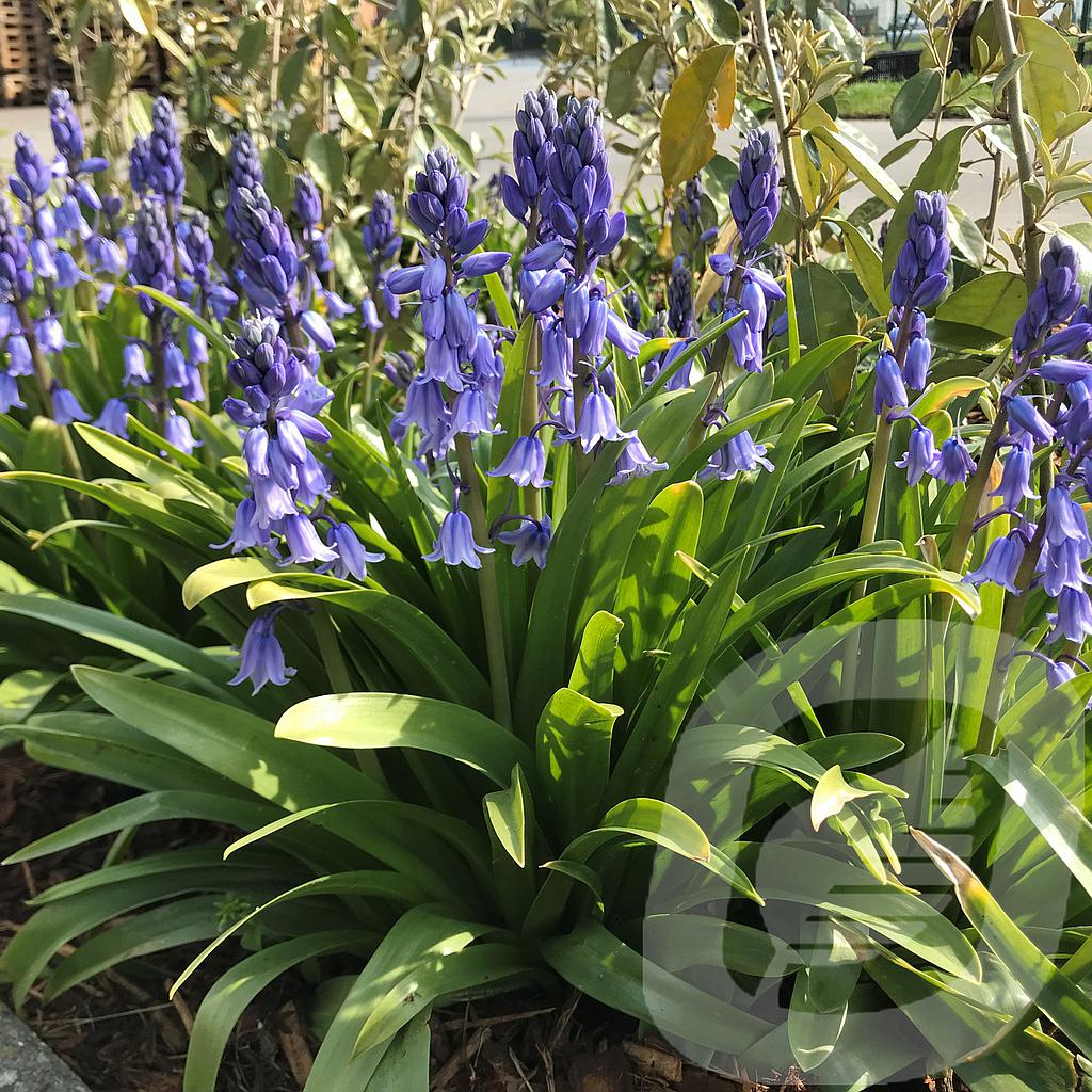 Hyacinthoides hispanica 'Dark Excelsior'