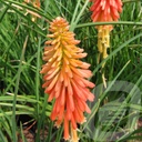 Kniphofia 'Papaya Popsicle'®