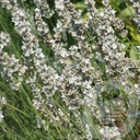 Lavandula ang. 'Edelweiss'