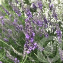 Lavandula ang. 'Grosso'