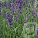 Lavandula ang. 'Hidcote'