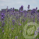 Lavandula ang. 'Munstead'