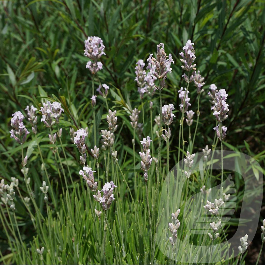 Lavandula ang. 'Rosea'