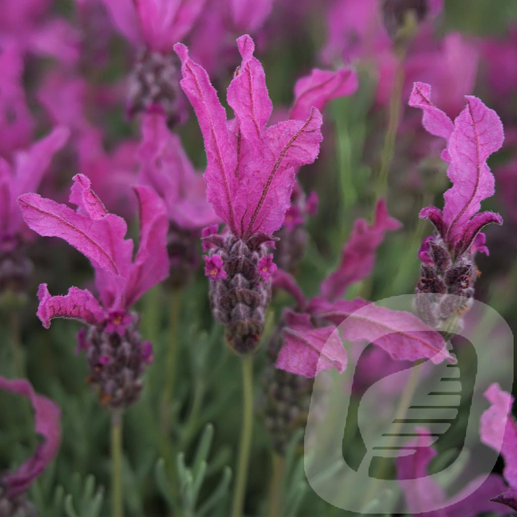 Lavandula 'The Princess Lavender'®