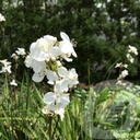 Libertia grandiflora