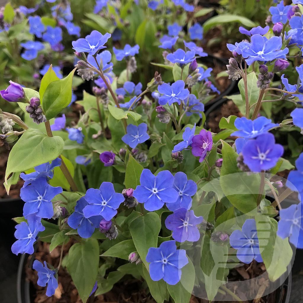 [OMPCINGR-C2] Omphalodes 'Cherry Ingram'