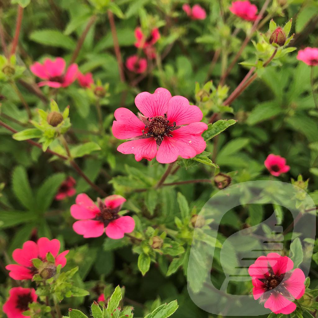 Potentilla nepalensis 'Ron Mc Beath'