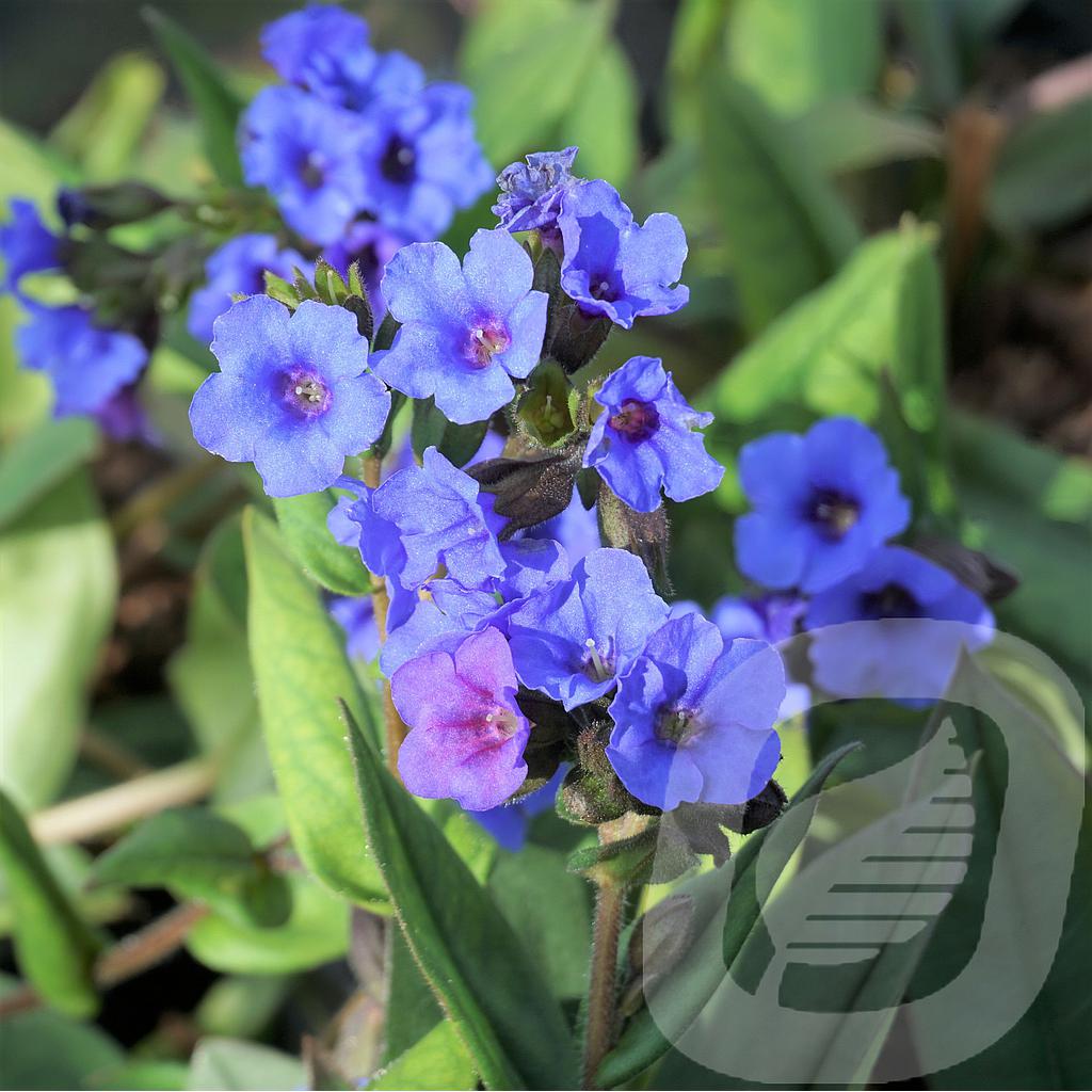 Pulmonaria 'Blue Ensign'