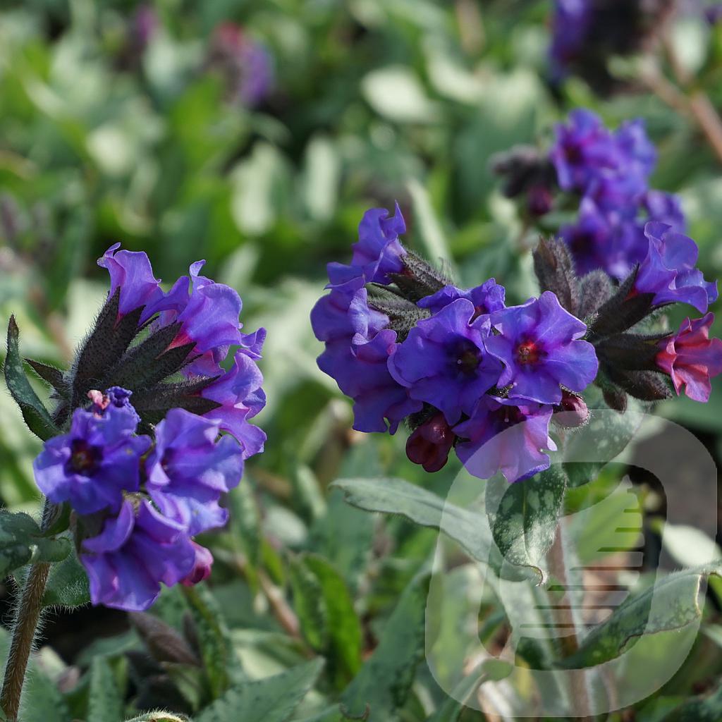 Pulmonaria 'Diana Clare'