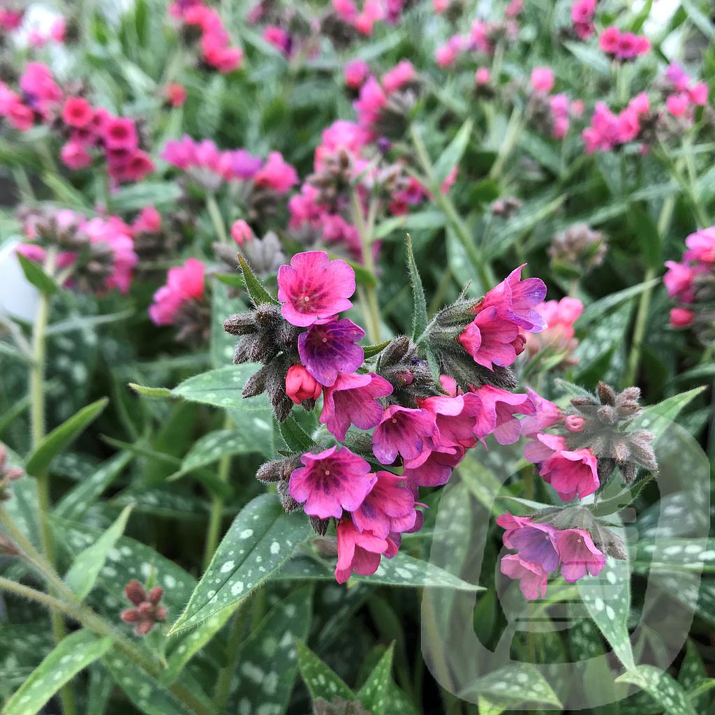 Pulmonaria 'Raspberry Splash'