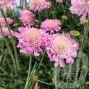 Scabiosa colum. 'Pink Mist'