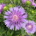 Stokesia 'Mel's Blue'®