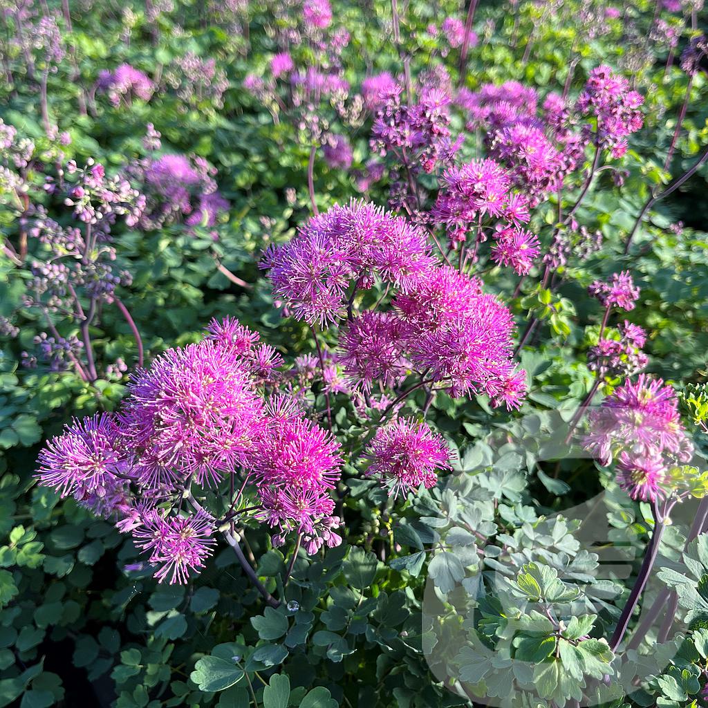 Thalictrum 'Little Pinkie'®