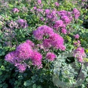 Thalictrum 'Little Pinkie'®