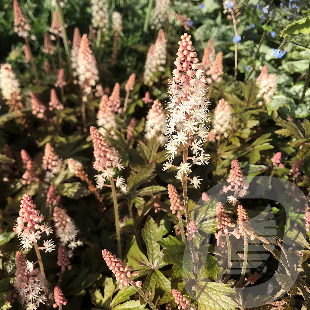 Tiarella 'Pink Sky Rocket'®