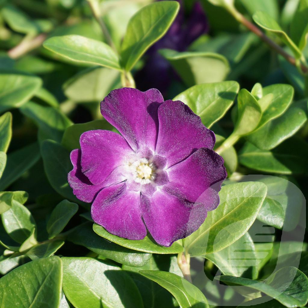 Vinca minor 'Atropurpurea'