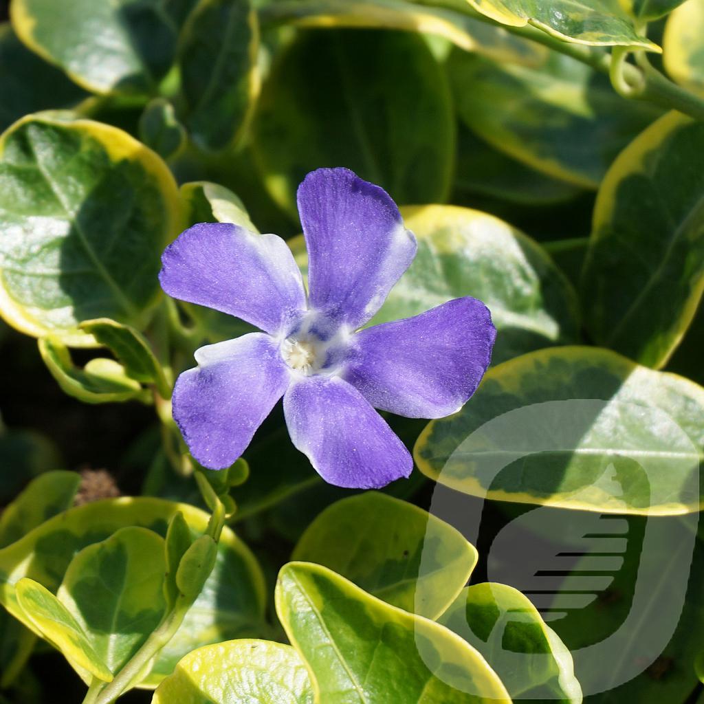 Vinca minor 'Blue and Gold'