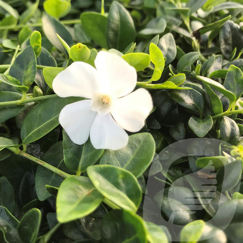 Vinca minor 'Gertrude Jekyll'