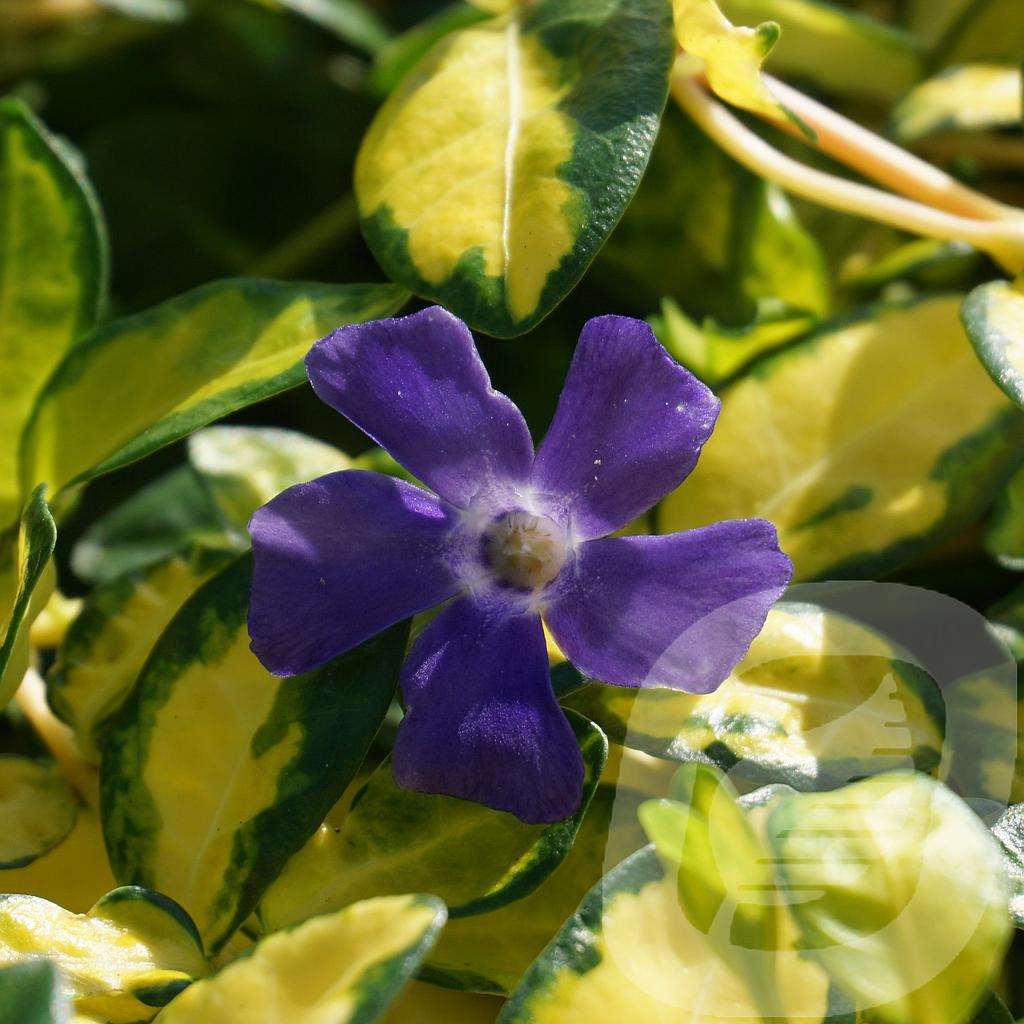 Vinca minor 'Illumination'