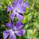 Vinca major 'Maculata'