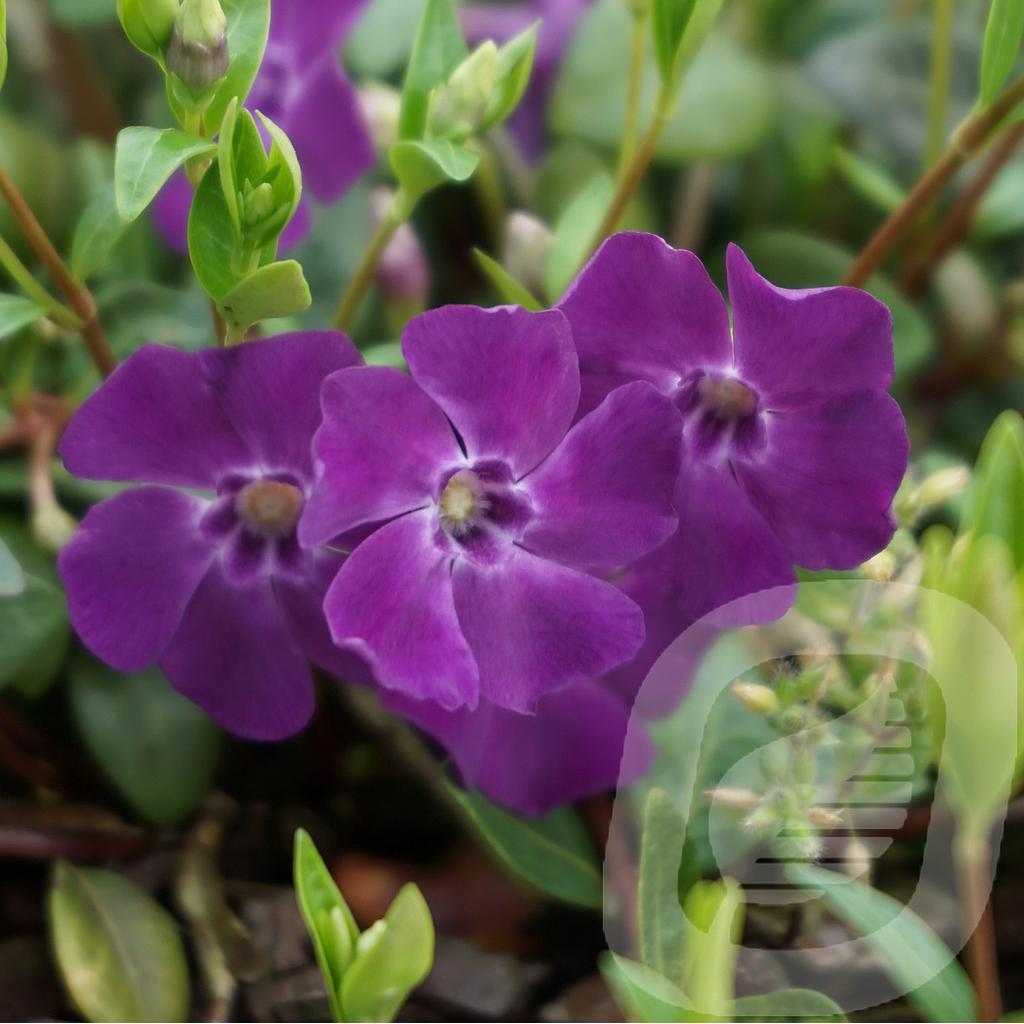 Vinca minor 'Multiplex'