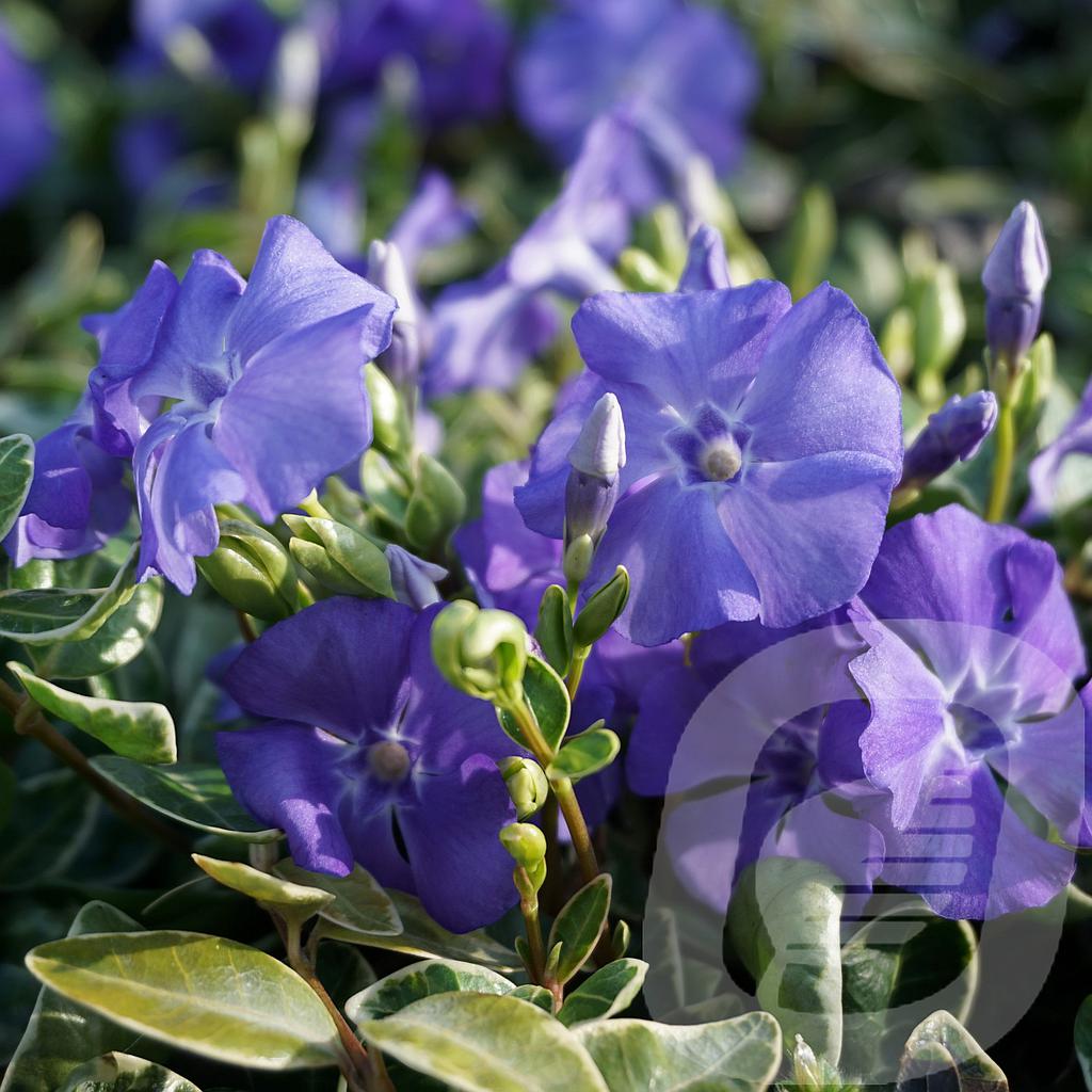 Vinca minor 'Ralph Shugert'