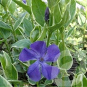 Vinca major 'Variegata'