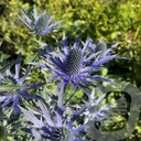 Eryngium 'Big Blue'®