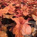 Heucherella 'Hopscotch'®