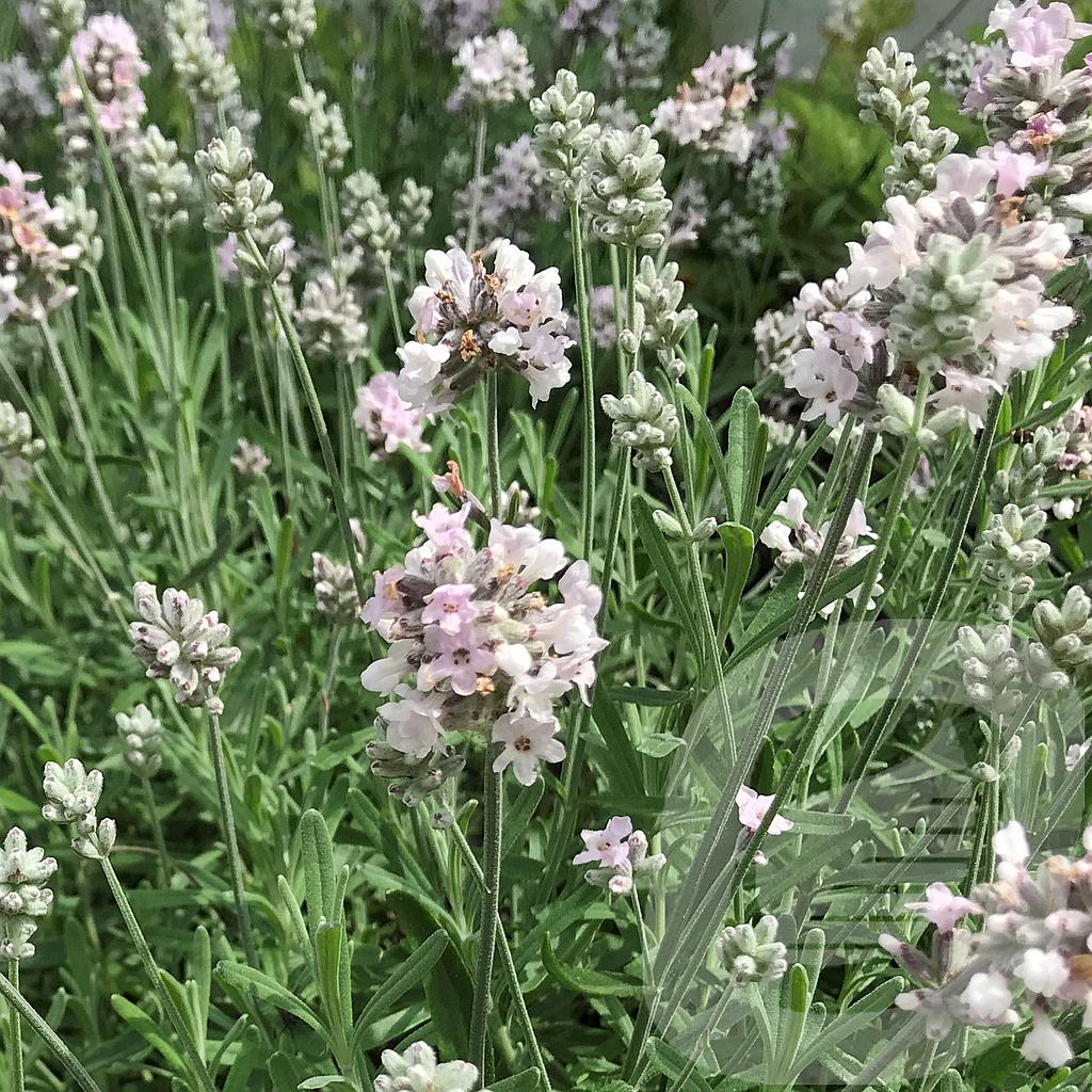 Lavandula ang. 'Lamorosia White'